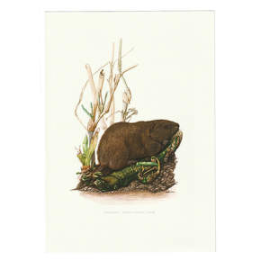 vintage print woelrat
