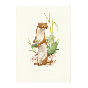 vintage print wezel