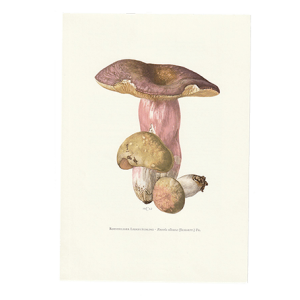 vintage print gerimpelde Russula