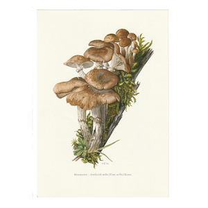 vintage print honingzwam