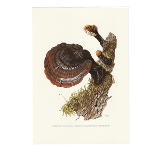 vintage print gesteelde lakzwam